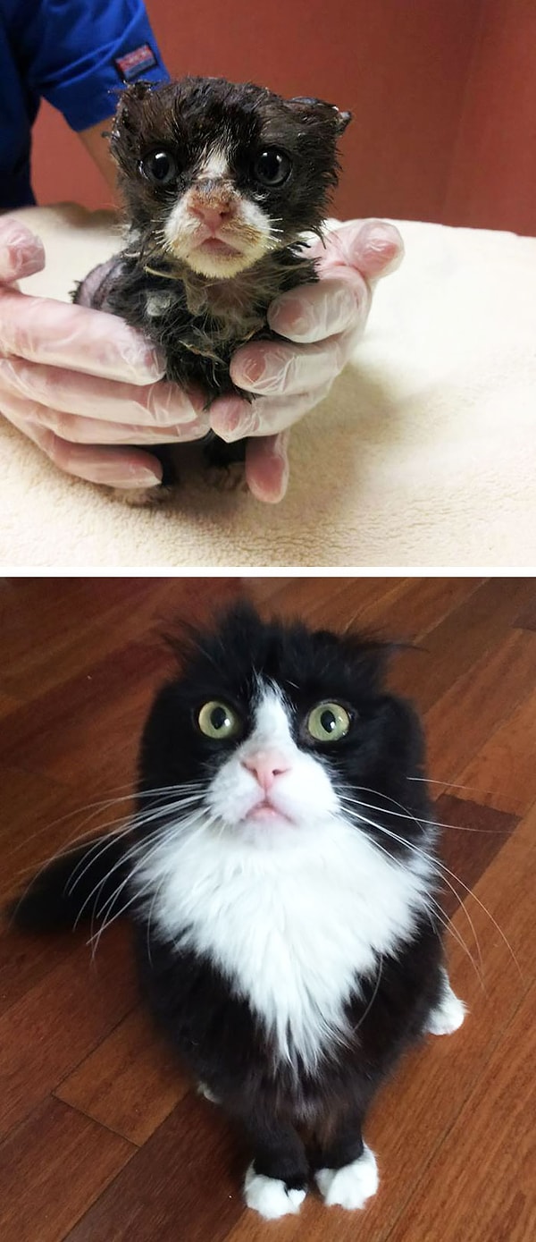 1. Джастин остался в живых после пожара