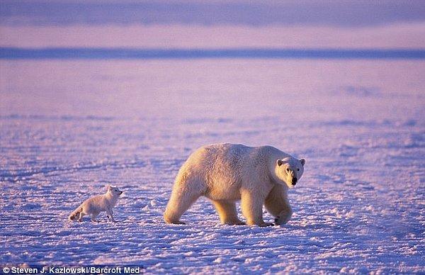 7. Kutup tilkilerinin baş avcısı kutup ayılarıdır, ancak bu ikilinin sıkı arkadaş olduğu pek çok vaka gözlemlenmiştir.