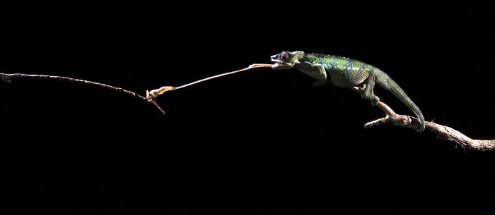 Ağır Çekimde Bukalemun'un İnanılmaz Dil Hareketi