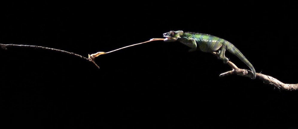 Ağır Çekimde Bukalemun'un İnanılmaz Dil Hareketi