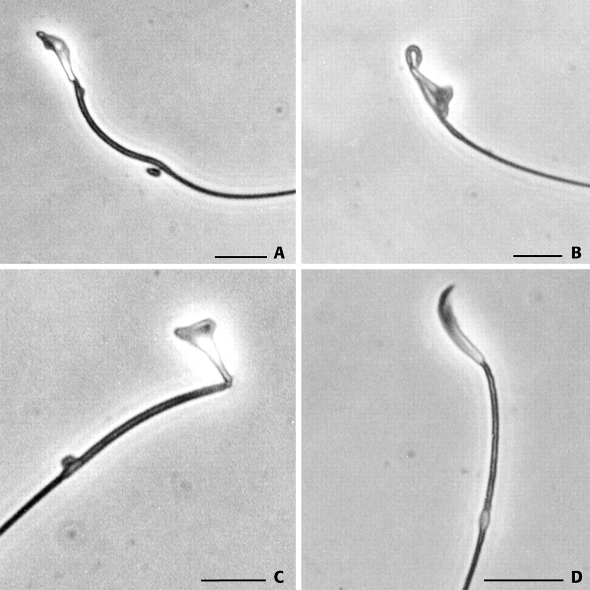 sperm Evidence kamikazee