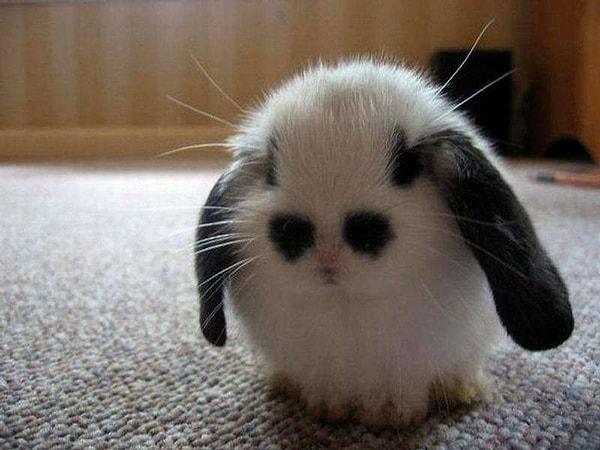 5. Üzgün tavşancık :(