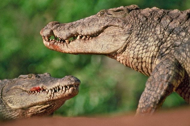 7. Alligator (Sıcak İklim Timsahı)