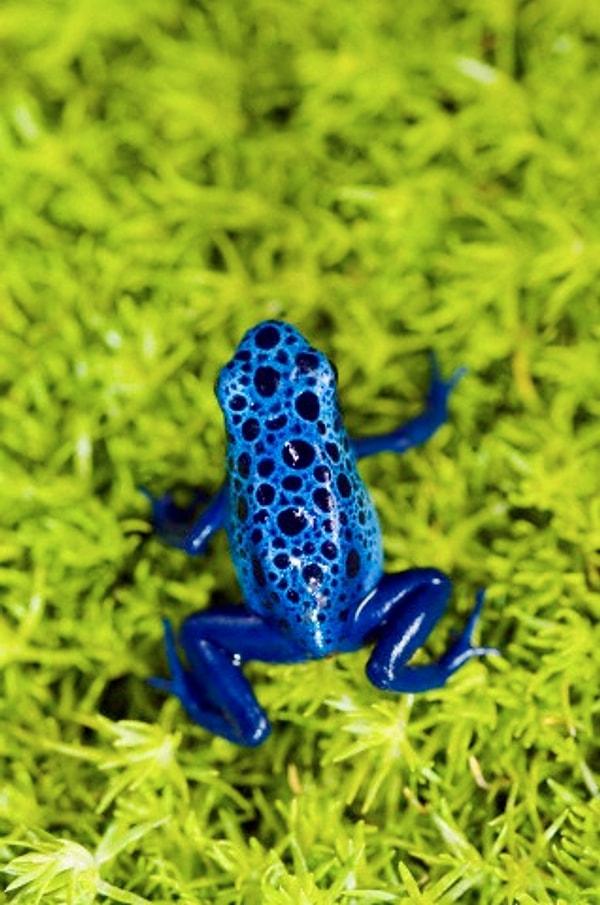 16. Dart Poison Frog(Ölümcül Kurbağa )