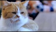 Karadeniz'de Gemileri Batan Kedi