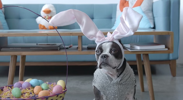 Tavşan Kulaklıkları ile Roomba'nın Üzerinde Aşırı Sevimli Gözüken Köpek