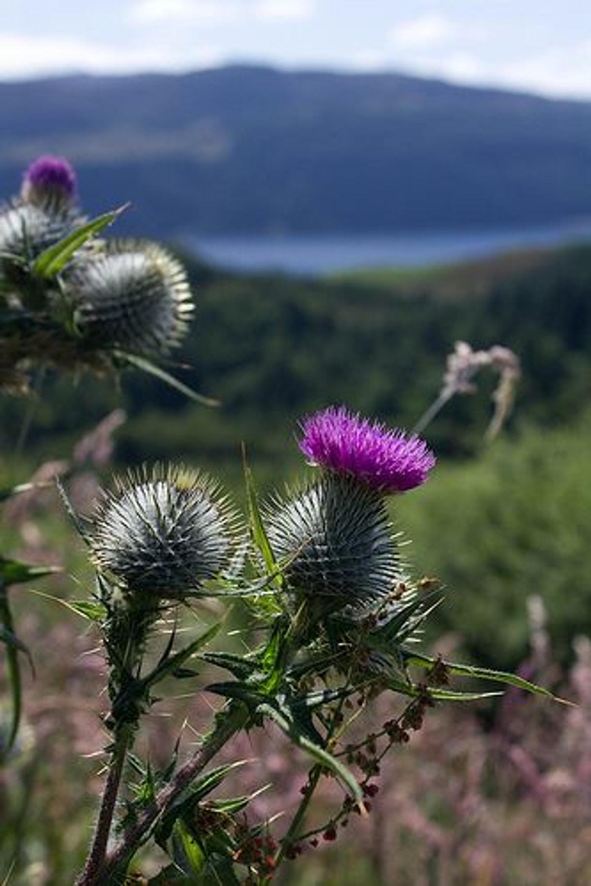 Scotland plants. Цветение чертополоха Шотландии. Цветок Scotland. Растения Шотландии. Растения на территории Шотландии.