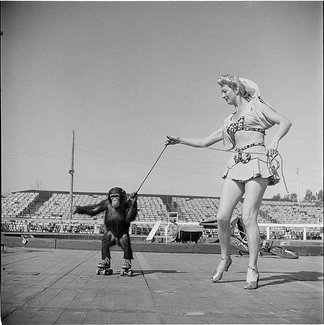 17. Sirk Çalışanı Kadın ve Paten Kayan Maymun - 1948