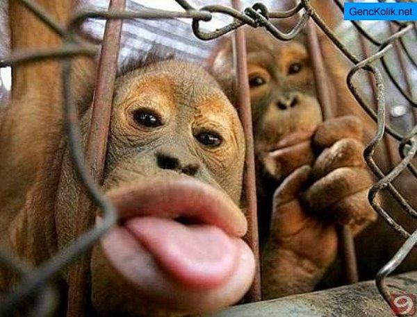 3. Adam, binlerce maymunu 10$ dan satın alınca ortalıkta maymunlar azalmış, yakalaması zorlaşmış.