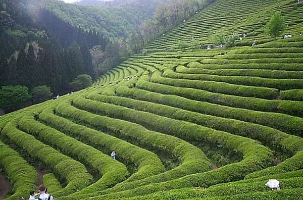 15. Dünyada en çok çay Çin'de üretilmektedir, onu yakından Hindistan takip etmektedir.