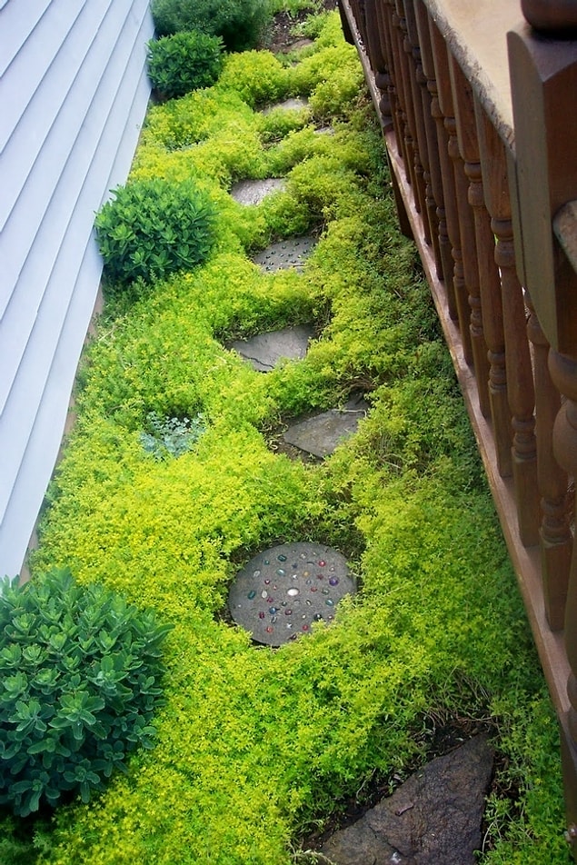 16. Sedum Sarmentosum