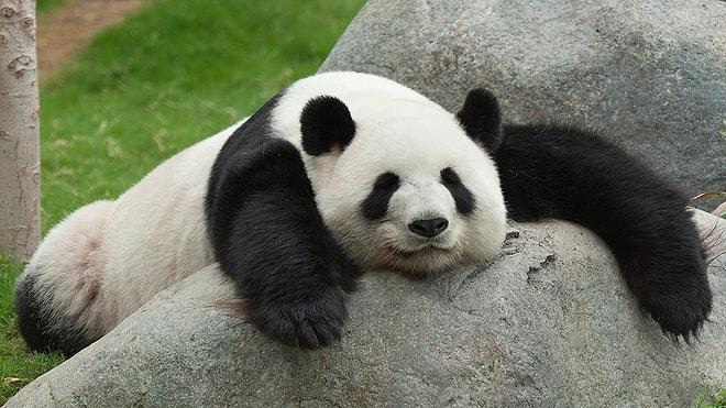 Hepimizin Birer Panda Olduğunu Kanıtlayan 12 Benzer Özellik