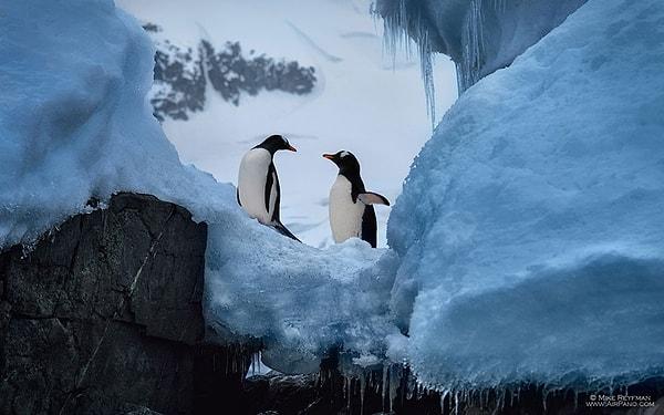 They live a passionate love which is a great subject for documentaries in Antarctica.