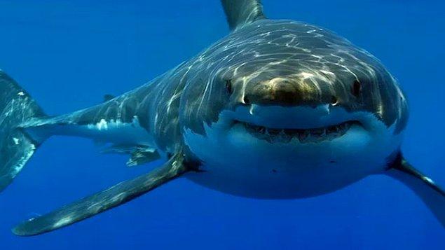 Bir köpekbalığı 100 milyon damla deniz suyu içindeki bir damla kanı hissedebilir.