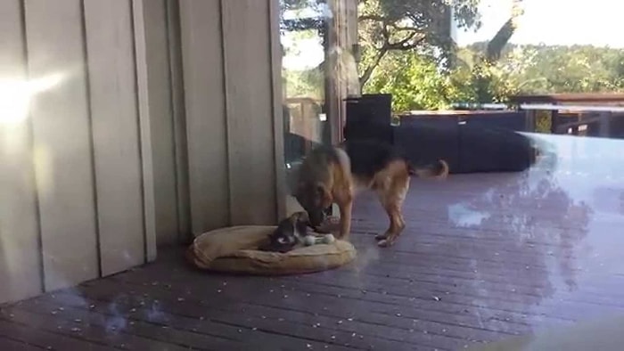 Annesi Tarafından Zorla Uyutulan Yavru Köpeğin Sevimliliği