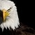 kartal1000