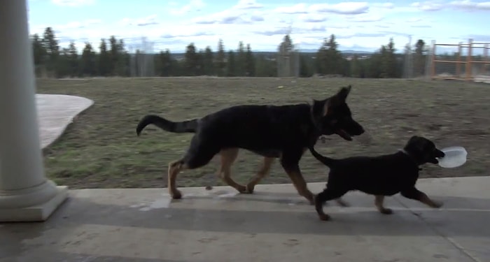 Suyunu Paylaşmak İstemediği Arkadaşından Köşe Bucak Kaçan Yavru Köpek
