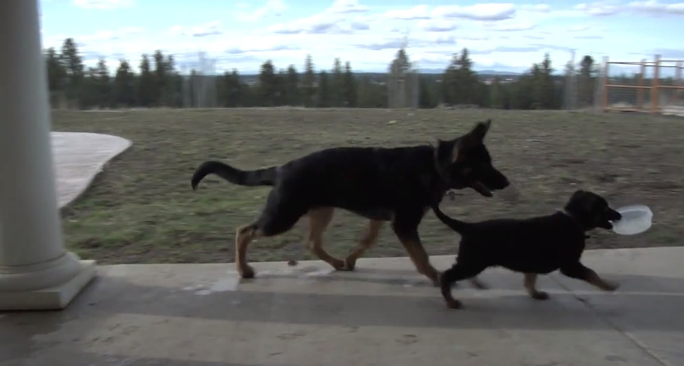 Suyunu Paylaşmak İstemediği Arkadaşından Köşe Bucak Kaçan Yavru Köpek
