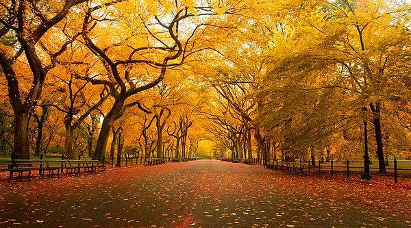 3- Central Park'ta Sarı Sonbahar