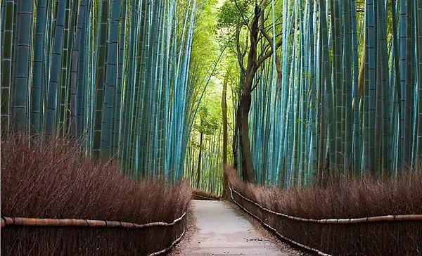 9- Japonya'nın Kyoto Şehrinde Bulunan Sagano Bambu Ormanı