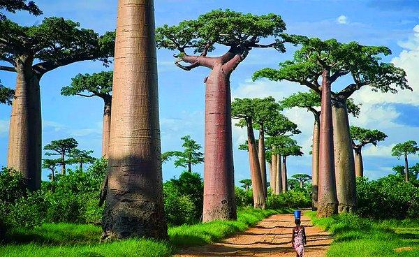 14- Baobab Ağaçları İçinden Akıp Giden Yol.