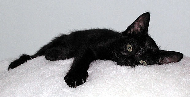 DÃ¼nyanÄ±n aksine Japonya'da kara kedilerin iyi ÅŸans getirdiÄŸi dÃ¼ÅŸÃ¼nÃ¼lÃ¼r.