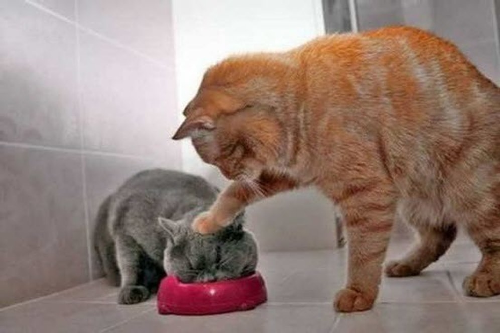 Tam da O Anda Çekilmiş 19 Harika Kedi Fotoğrafı !