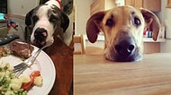 Danua Cinsi Bir Köpeğiniz Varsa Yemek Masasına Yalnız Oturmanızın İmkansız Olduğunun 23 Kanıtı