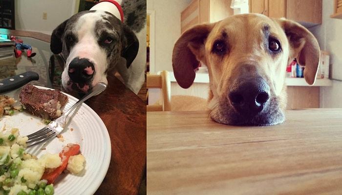 Danua Cinsi Bir Köpeğiniz Varsa Yemek Masasına Yalnız Oturmanızın İmkansız Olduğunun 23 Kanıtı