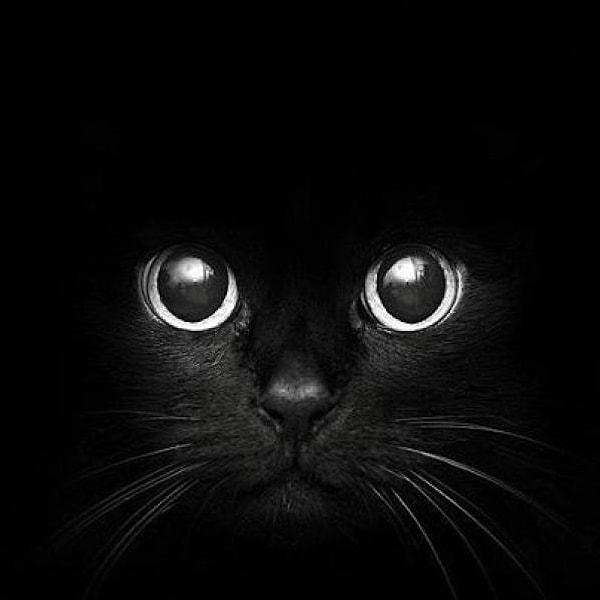 Siyah kediler geceleri neredeyse gözükmedikleri için çok iyi fare avcılarıdır