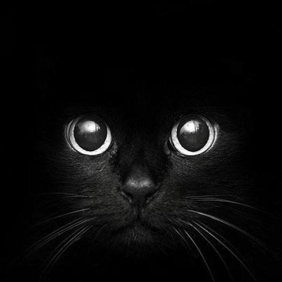 Bilinenin Aksine Siyah Kedilerin Harika Olduguna Dair 13 Sebep