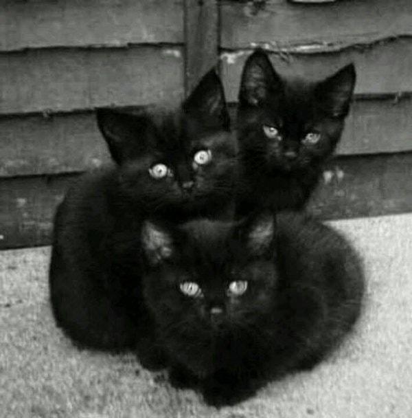 Ingiltere ve Japonya'da siyah kedilerin her zaman iyi şans getirdiğine inanıldı