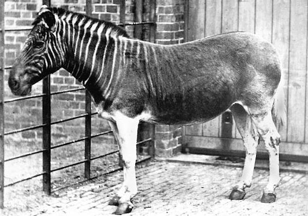 14. Güney Afrika Zebrası