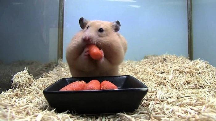 Ağzına 5 Havucu Sığdırabilen Hamster