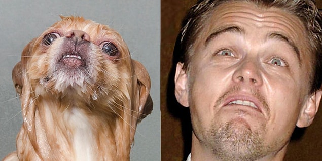 7. Saint-Bernardo Dicaprio