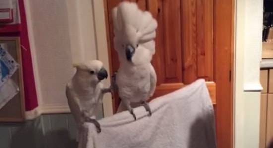 Rock'n Roll'un Kralı Elvis Presley Şarkısı ile Kendinden Geçip Rock'a Bağlayan Papağan