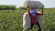 İnsanlık Dışı Koşullarda Çalıştırılan, Emeği Sömürülen Mevsimlik Tarım İşçilerinin Dramı