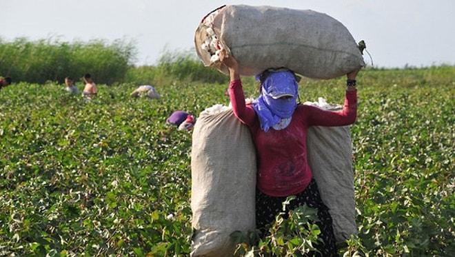 İnsanlık Dışı Koşullarda Çalıştırılan, Emeği Sömürülen Mevsimlik Tarım İşçilerinin Dramı