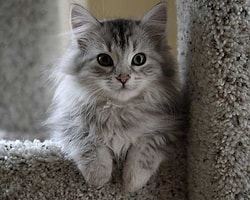 Kedi Sevdalısı 36 Ünlü Erkek