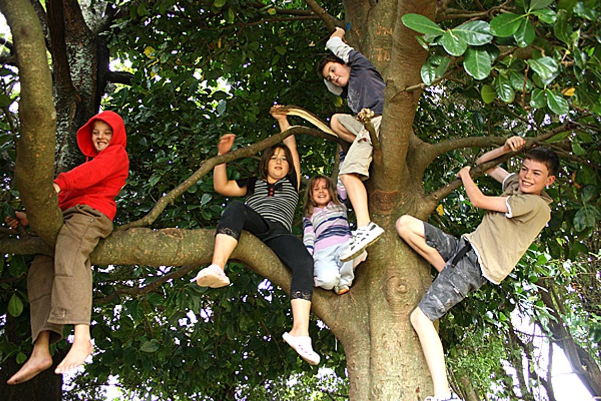 Люди живущие на деревьях. Дети лазают по деревьям. Лазать по деревьям. Дети лазят по деревьям. Лазить на дерево.