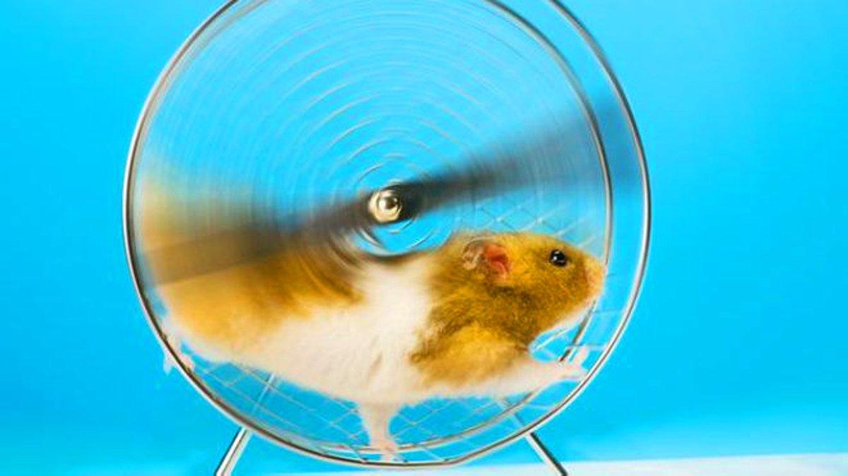 Sad hamster violin hamster. Хомяк в колесе. Хомяки в колесе смешное. Круг для хомяка. Хомяк крутится.