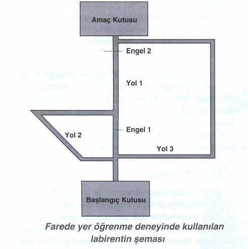 Tolman’ın Fare Deneyi