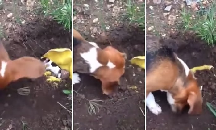 Ölen Yavrusunu Kendisi Gömen Anne Köpek