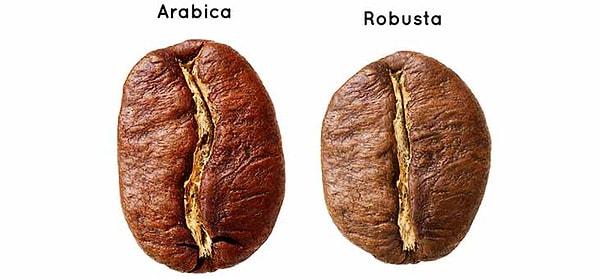 3. En kaliteli kahve çekirdeği Türü Arabica ardından Robustadır.