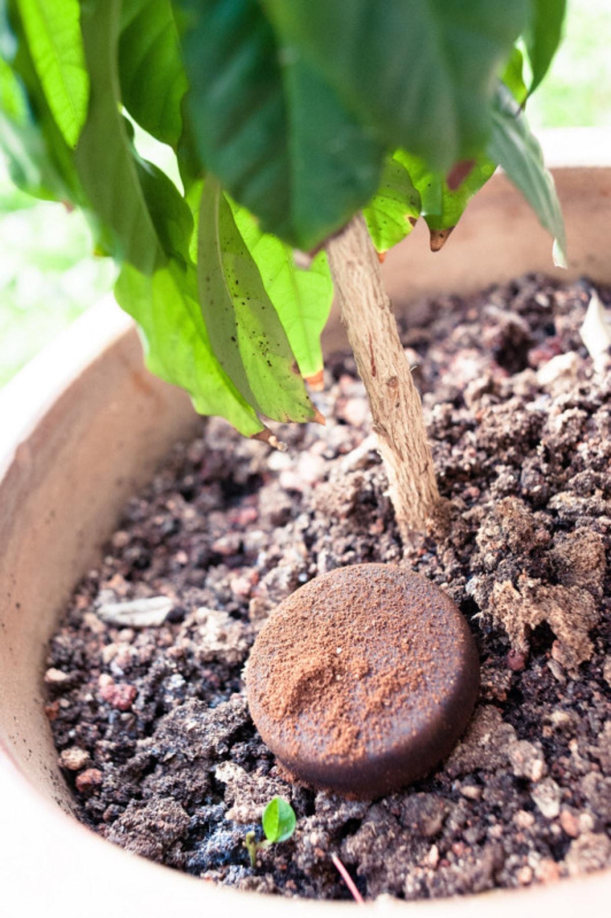 Кофе удобрение для растений. Кофейное удобрение. Кофейный жмых для комнатных растений. Почва для кофейного дерева. Кофе в горшке.