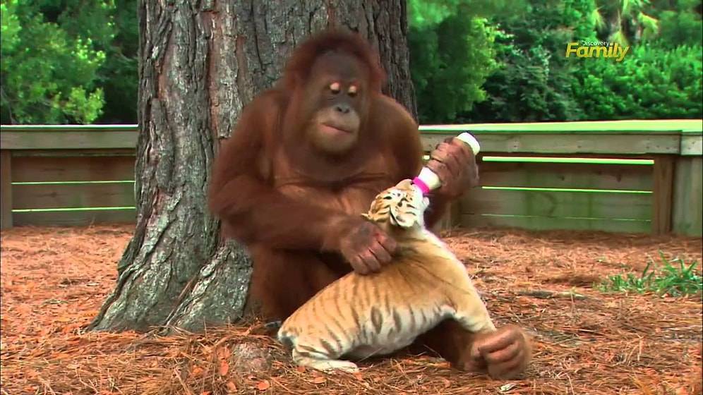 Kaplan Yavrularını Bebeği Gibi Biberonla Besleyen Orangutan
