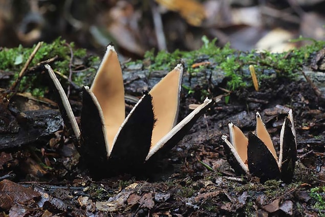8. Chorioactis