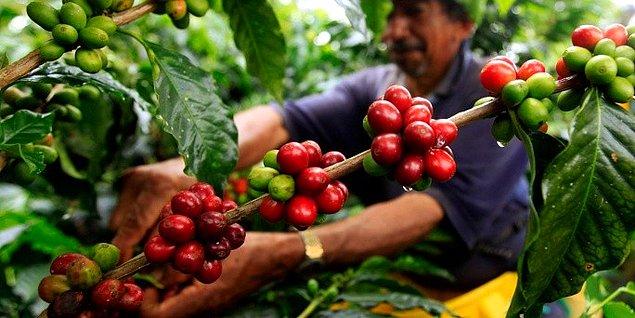2. Kırmızı halini almadan önce kahve meyvesi tıpkı yeşil fasulyeye benzer.