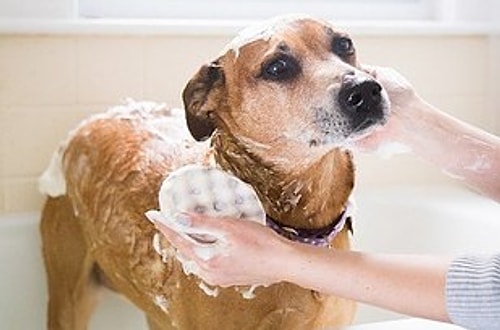Köpeğinizi kolayca yıkayacağınız, kendiliğinden sabunlu sünger.