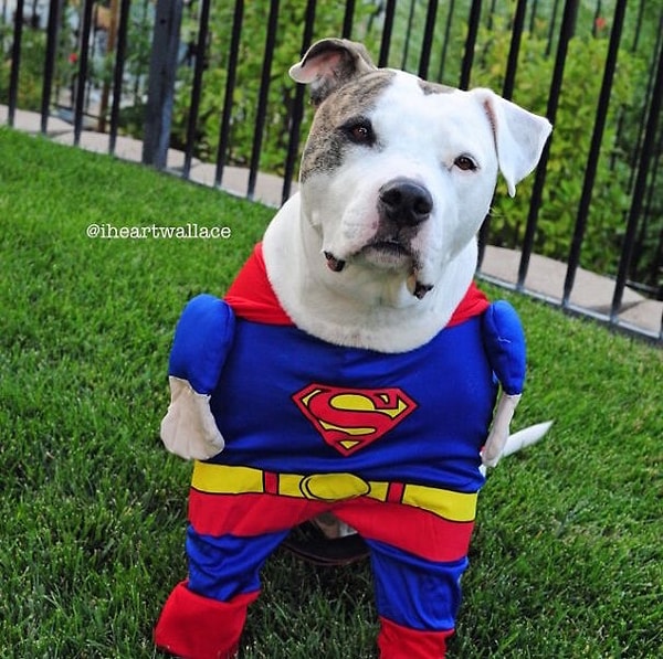 Superman